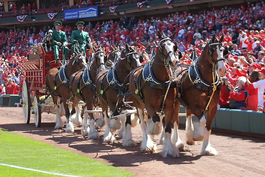 Budweiser Clydesdales Return To Busch Stadium